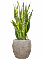 Sansevieria Trifasciata Laurentii In Coast Mountains D 22 H 86 cm - PlantenShop24 - 28-04-2025