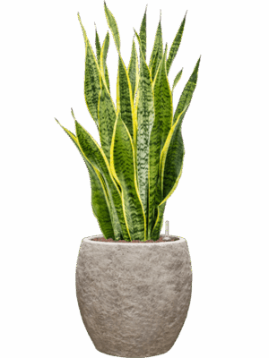 Sansevieria Trifasciata Laurentii In Coast Mountains D 22 H 86 cm - PlantenShop24 - 28-04-2025