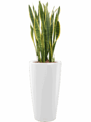 Sansevieria Trifasciata Laurentii In Lechuza Rondo D 28 H 104 cm - PlantenShop24 - 25-04-2025