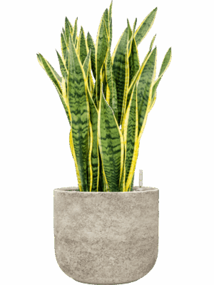 Sansevieria Trifasciata Laurentii In Mont Blanc D 27 H 77 cm - PlantenShop24 - 02-09-2025