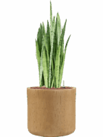 Sansevieria Trifasciata Silver Mist In Baq Raindrop D 25 H 86 cm - PlantenShop24 - 28-04-2025