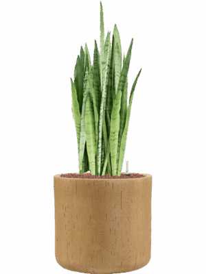 Sansevieria Trifasciata Silver Mist In Baq Raindrop D 25 H 86 cm - PlantenShop24 - 28-04-2025