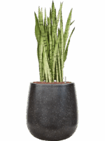 Sansevieria Trifasciata Silver Mist In Baq Terrazzo D 25 H 95 cm - PlantenShop24 - 28-04-2025