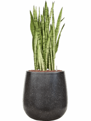 Sansevieria Trifasciata Silver Mist In Baq Terrazzo D 25 H 95 cm - PlantenShop24 - 28-04-2025