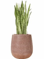 Sansevieria Trifasciata Silver Mist In Baq Terrazzo D 25 H 95 cm - PlantenShop24 - 28-04-2025