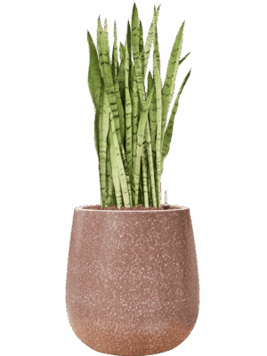 Sansevieria Trifasciata Silver Mist In Baq Terrazzo D 25 H 95 cm - PlantenShop24 - 28-04-2025