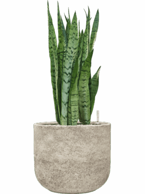 Sansevieria Trifasciata Silver Mist In Mont Blanc D 24 H 72 cm - PlantenShop24 - 21-04-2025