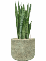 Sansevieria Trifasciata Silver Mist In Mont Blanc D 24 H 72 cm - PlantenShop24 - 21-04-2025