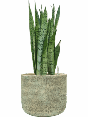 Sansevieria Trifasciata Silver Mist In Mont Blanc D 24 H 72 cm - PlantenShop24 - 21-04-2025