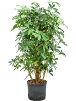 Schefflera Arboricola Compacta D 22 H 90 cm - PlantenShop24 - 15-04-2025