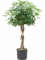 Schefflera Arboricola Compacta D 30 H 165 cm - PlantenShop24 - 16-04-2025