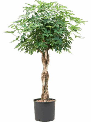 Schefflera Arboricola Compacta D 30 H 165 cm - PlantenShop24 - 16-04-2025