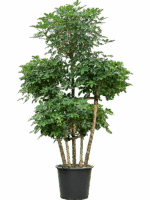 Schefflera Arboricola Compacta D 50 H 300 cm - PlantenShop24 - 28-04-2025