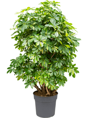 Schefflera Arboricola Gold Capella D 38 H 180 cm - PlantenShop24 - 25-07-2025