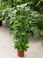 Scindapsus Epipremnum Aureum D 24 H 110 cm - PlantenShop24 - 19-05-2025