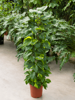 Scindapsus Epipremnum Aureum D 24 H 110 cm - PlantenShop24 - 19-05-2025