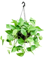 Scindapsus Epipremnum Aureum D 25 H 70 cm - PlantenShop24 - 26-05-2025