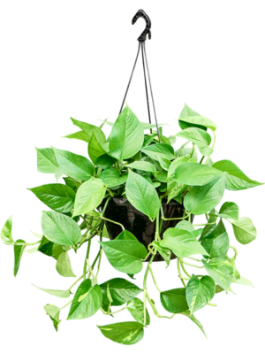 Scindapsus Epipremnum Aureum D 25 H 70 cm - PlantenShop24 - 26-05-2025