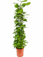 Scindapsus Epipremnum Aureum D 27 H 150 cm - PlantenShop24 - 30-05-2025