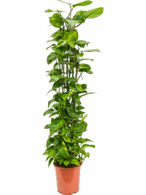 Scindapsus Epipremnum Aureum D 27 H 150 cm - PlantenShop24 - 19-05-2025