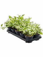 Scindapsus Epipremnum Njoy D 12 H 20 cm - PlantenShop24 - 06-05-2025