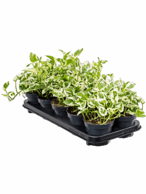 Scindapsus Epipremnum Njoy D 12 H 20 cm - PlantenShop24 - 06-05-2025