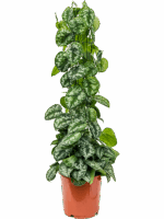 Scindapsus Pictus Trebie D 24 H 110 cm - PlantenShop24 - 19-05-2025