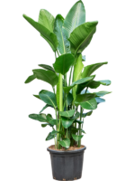 Strelitzia Nicolai D 45 H 200 cm - PlantenShop24 - 29-04-2025