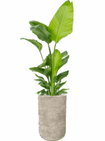 Strelitzia Nicolai  In Mont Blanc D 30 H 169 cm - PlantenShop24 - 28-04-2025
