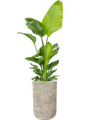 Strelitzia Nicolai  In Mont Blanc D 30 H 169 cm - PlantenShop24 - 28-04-2025