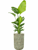Strelitzia Nicolai  In Mont Blanc D 30 H 178 cm - PlantenShop24 - 28-04-2025