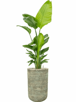 Strelitzia Nicolai  In Mont Blanc D 30 H 178 cm - PlantenShop24 - 28-04-2025