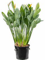 Strelitzia Reginae D 40 H 130 cm - PlantenShop24 - 07-05-2025