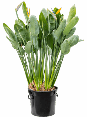 Strelitzia Reginae D 40 H 130 cm - PlantenShop24 - 07-05-2025