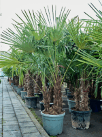 Trachycarpus Fortunei D 45 H 220 cm - PlantenShop24 - 16-05-2025