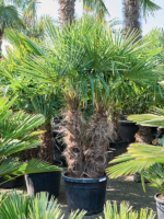 Trachycarpus Fortunei D 50 H 220 cm - PlantenShop24 - 31-03-2025