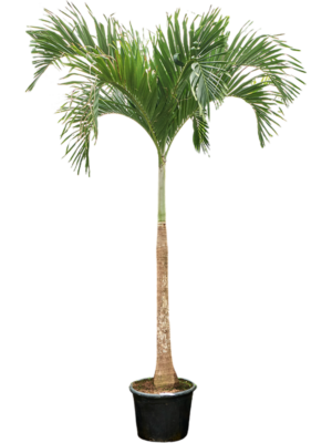 Veitchia Adonidia Merrillii D 45 H 425 cm - PlantenShop24 - 24-07-2025