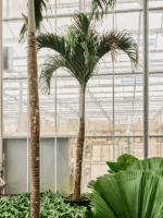 Veitchia Adonidia Merrillii D 60 H 500 cm - PlantenShop24 - 22-04-2025