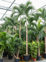 Veitchia Adonidia Merrillii D 80 H 550 cm - PlantenShop24 - 17-04-2025