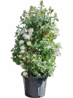 Viburnum Tinus Spirit D 40 H 140 cm - PlantenShop24 - 30-04-2025
