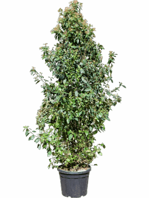 Viburnum Tinus Spirit D 40 H 240 cm - PlantenShop24 - 21-04-2025