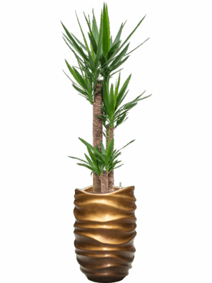 Yucca Elephantipes In Baq Gradient Lee D 22 H 175 cm - PlantenShop24 - 28-04-2025