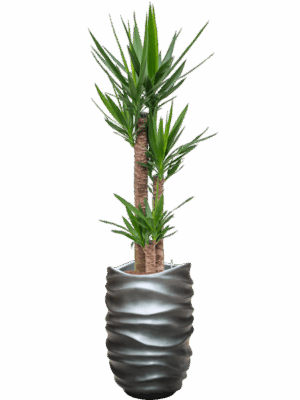 Yucca Elephantipes In Baq Gradient Lee D 22 H 175 cm - PlantenShop24 - 28-04-2025