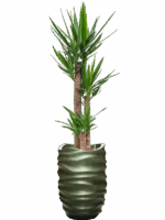 Yucca Elephantipes In Baq Gradient Lee D 22 H 176 cm - PlantenShop24 - 28-04-2025