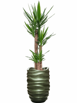 Yucca Elephantipes In Baq Gradient Lee D 22 H 176 cm - PlantenShop24 - 28-04-2025