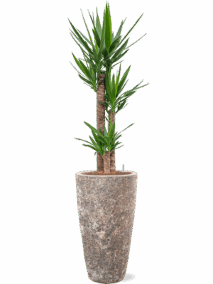 Yucca Elephantipes In Baq Lava D 22 H 162 cm - PlantenShop24 - 28-04-2025