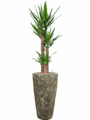 Yucca Elephantipes In Baq Lava D 22 H 163 cm - PlantenShop24 - 28-04-2025