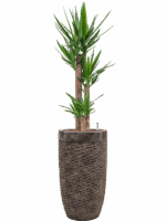 Yucca Elephantipes In Baq Luxe Lite Universe Layer D 22 H 166 cm - PlantenShop24 - 28-04-2025