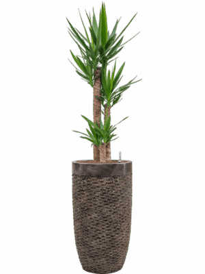 Yucca Elephantipes In Baq Luxe Lite Universe Layer D 22 H 166 cm - PlantenShop24 - 28-04-2025