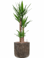 Yucca Elephantipes In Baq Luxe Lite Universe Waterfall D 22 H 136 cm - PlantenShop24 - 28-04-2025